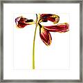 Wilting Red Petaled Tulip #1 Framed Print