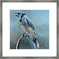 Winter Blue Jay #1 Framed Print