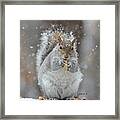 Winter Squirrel #1 Framed Print