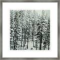 Through The Woods Framed Print