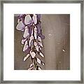 Wisteria Dreams- Fine Art #1 Framed Print