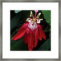With Passion #1 Framed Print