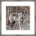 Wolf #1 Framed Print