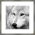 Wolf #2 Framed Print