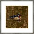 Wood Duck #1 Framed Print