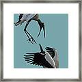 Wood Stork Pair #1 Framed Print