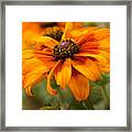 Yellow And Orange Petals #2 Framed Print