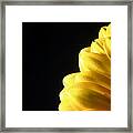 Yellow Gerbera Flower #1 Framed Print