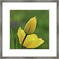 Yellow Tulips #1 Framed Print