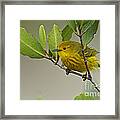 Yellow Warbler In Cuba #1 Framed Print