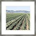 Young Broccoli Field For Seed Production #1 Framed Print