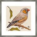 Zebra Finch Framed Print