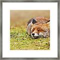 Zen Fox Series - Happy Fox Is Happy Ii #1 Framed Print