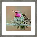 Anna's Hummingbird #10 Framed Print