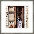 Boston Terrier #10 Framed Print