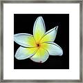 Plumaria #10 Framed Print