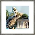 10875 Brown Pelican Framed Print