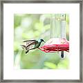 Hummingbirds #11 Framed Print