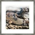 Marine Iguana On Galapagos Islands #11 Framed Print