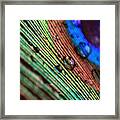 Peacock Feather #11 Framed Print