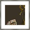 Rock Climber Collection #11 Framed Print