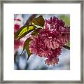 Cherry Blossoms #112 Framed Print