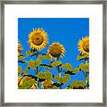 Field Of Sunflowers #12 Framed Print