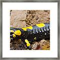 Fire Salamander #13 Framed Print