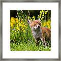 Red Fox Vulpes Vulpes #12 Framed Print