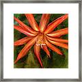 Nora Cactus Blossom Framed Print