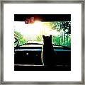 Cat #123 Framed Print