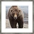 Grizzly Bear Ursus Arctos Horribilis #13 Framed Print