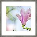 Magnolia Flowers #14 Framed Print