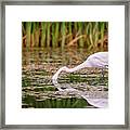 White, Great Egret #14 Framed Print