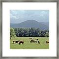 145933 Horses In Pasture Gsmnp Framed Print