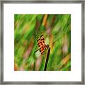 15- Dragonfly Framed Print