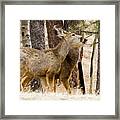 Mule Deer In The Pike National Forest Of Colorado #15 Framed Print