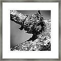 Bare Tree Branches In Early Spring #16 Framed Print
