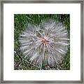 168 Dandelion Framed Print