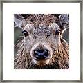 Red Deer Stag  #17 Framed Print