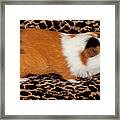 American Guinea Pigs - Cavia Porcellus #17 Framed Print