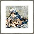 Marine Iguana On Galapagos Islands #17 Framed Print