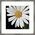 Daisy #19 Framed Print