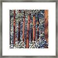 1m6208 Pine Trees In Winter Framed Print