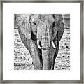African Elephants In The Masai Mara #1 Framed Print