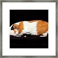 American Guinea Pigs - Cavia Porcellus #2 Framed Print
