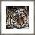 Amur Tiger #2 Framed Print