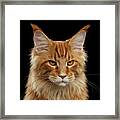 Angry Ginger Maine Coon Cat Gazing On Black Background #3 Framed Print