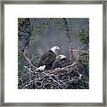 Bald Eagle Haliaeetus Leucocephalus #2 Framed Print