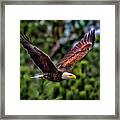 Bald Eagle #2 Framed Print